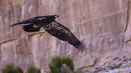Golden Eagle in Westwater Canyon